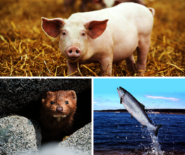 A pig, a mink and a wild salmon
