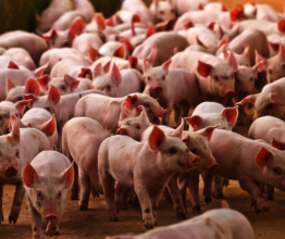 Group of pigs at farms