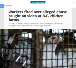 Toronto Star coverage of chicken abuse