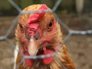 Chicken2