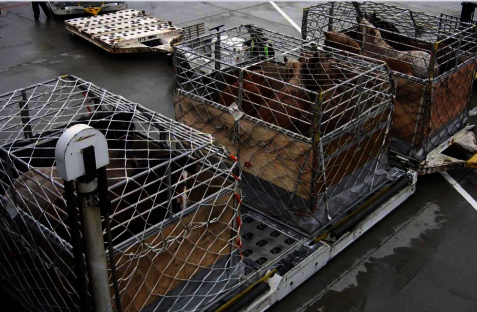Humane Treatment of Farmed Animals