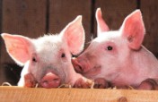 Humane Treatment of Farmed Animals