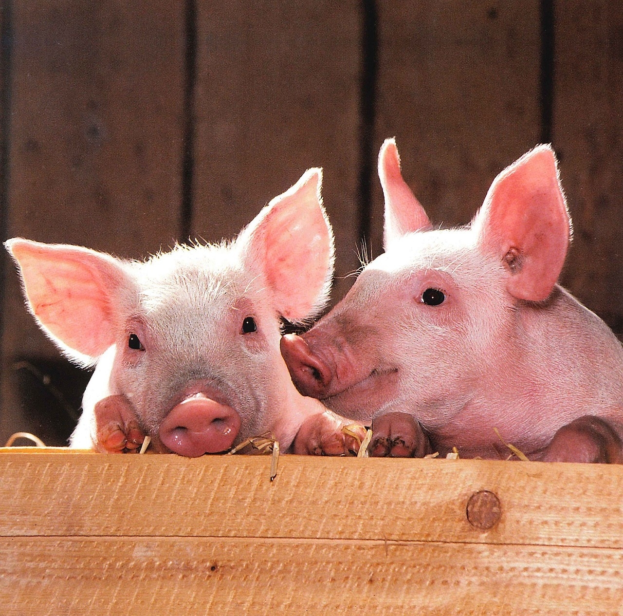 Humane Treatment of Farm Animals