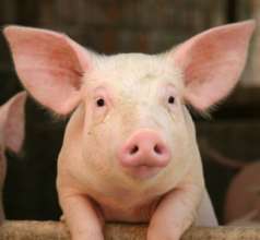 Farm Animal: Pig