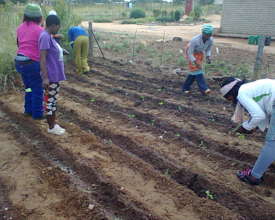 Franz and his crew in the small plot