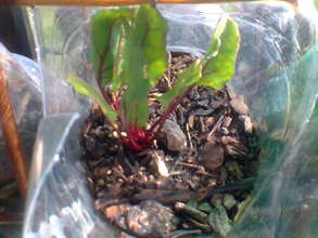 Growing good food