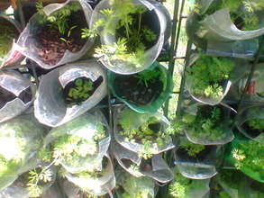 First new growth in Bergnek