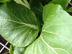 My World My Garden, Ray-Cam - Growing Bok-Choy