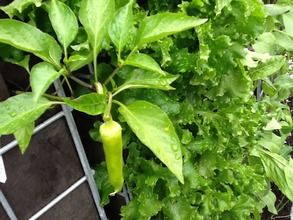 My World My Garden, Ray-Cam - Growing Peppers