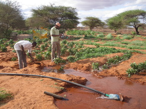 Improving the livelihoods of Kenyan pastoralists