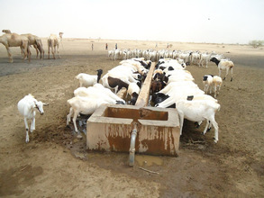Livestock accessing Mercy Corps supplied water