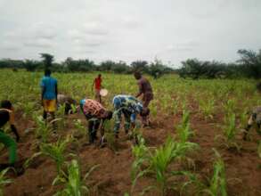 Growing maize at CPG