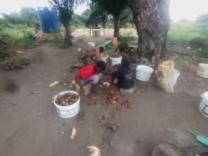Maize and palm oil harvest