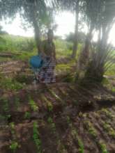 Watering the vegetable patch