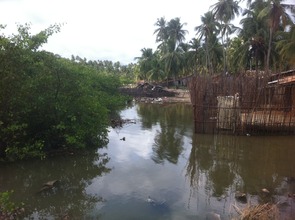 The Swamp