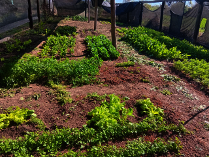 Self-sustainable garden development program, Chaco