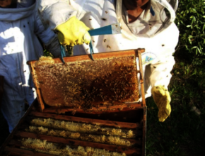 Apiculture project