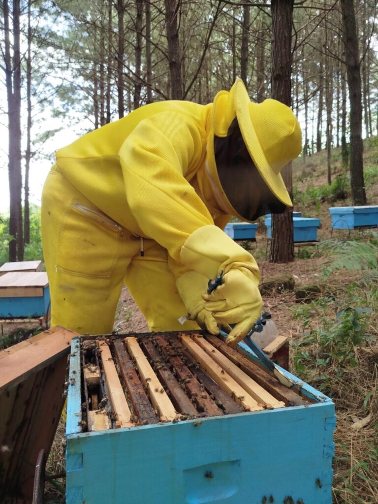 Program 1: Apiculture Project - Misiones