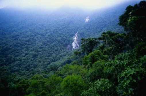 Mata no Peito: Protect & Replant Brazilian Forests