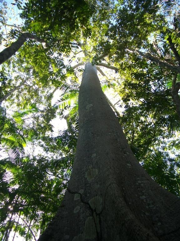 Mata no Peito: Protect & Replant Brazilian Forests