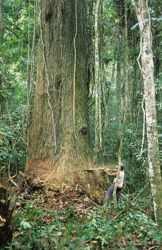 Mata no Peito: Protect & Replant Brazilian Forests