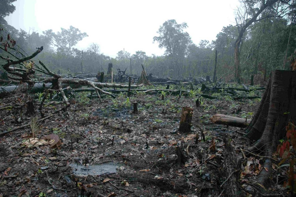 Mata no Peito: Protect & Replant Brazilian Forests