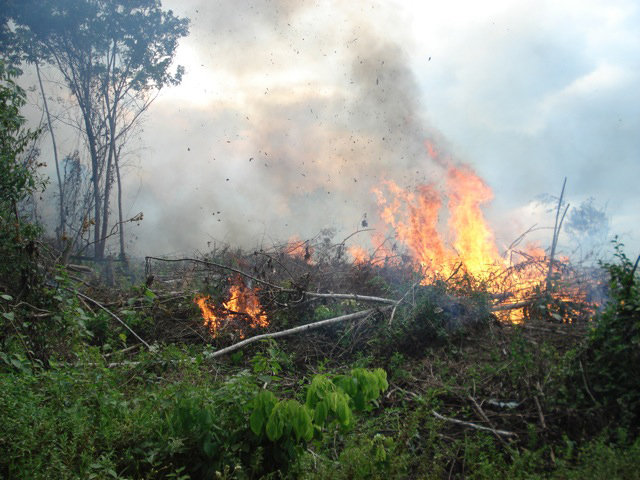 Mata no Peito: Protect & Replant Brazilian Forests