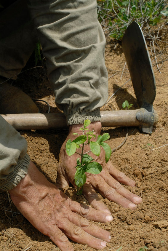 Mata no Peito: Protect & Replant Brazilian Forests