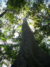 Forests stablilize the global climate