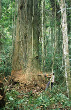 The forest is an economic resource