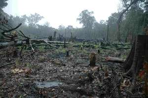 Amazon land deforested for agriculture