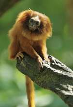 Critically endangered lion tamarin