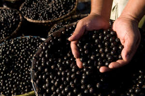 Acai berries - a valuable forest product