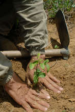 Communities can help to reforest Brazil
