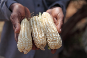 We're helping farmers grow better crops.