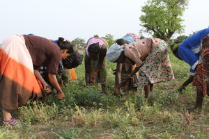 Ritu working with women farmers in Burkina Faso