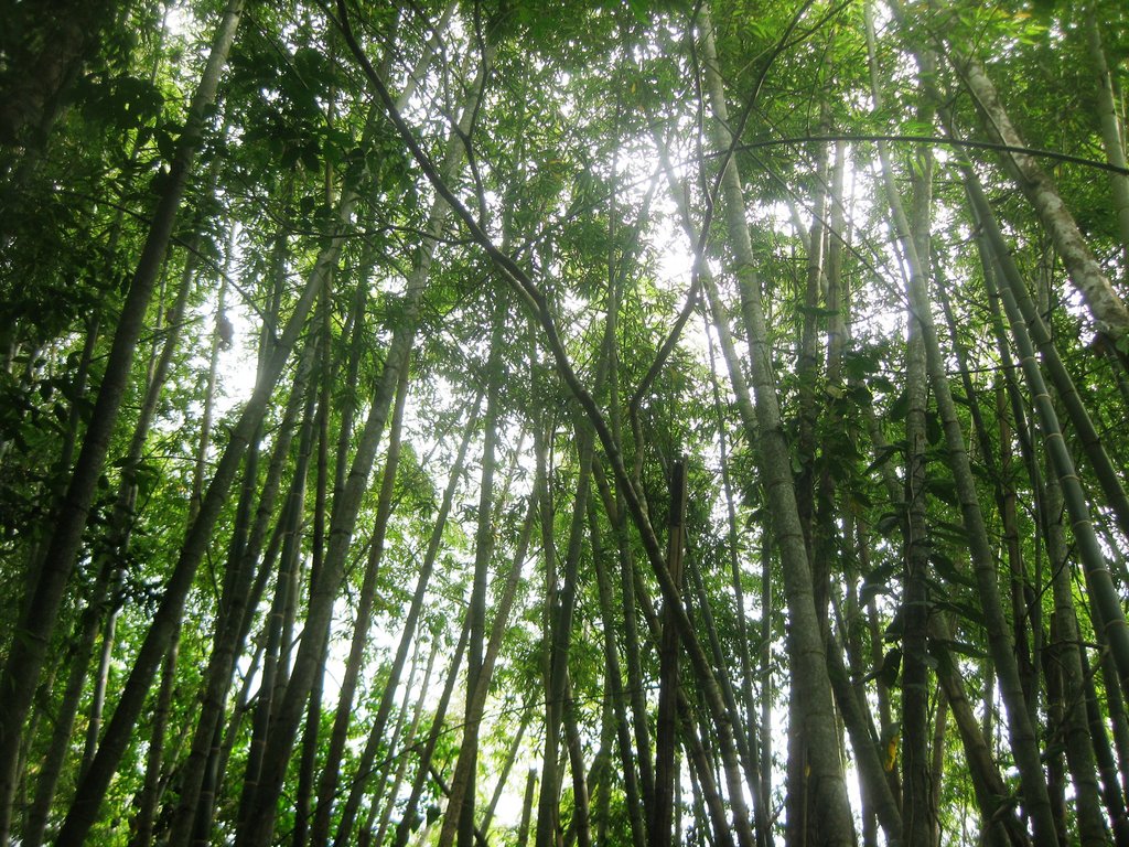Bamboo Shelter for Battered Women in Nicaragua