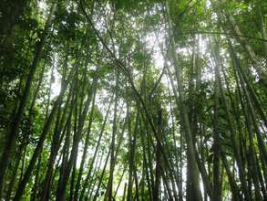 Housing Deficit and Bamboo
