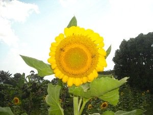Sunflower Project