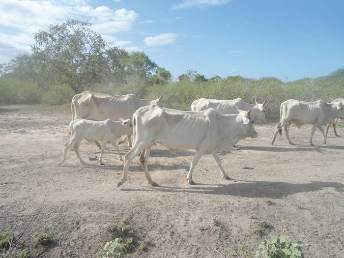 Help Families Fleeing Famine in Somalia