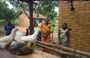 Build a Poultry Project for 500 Kenyan Women