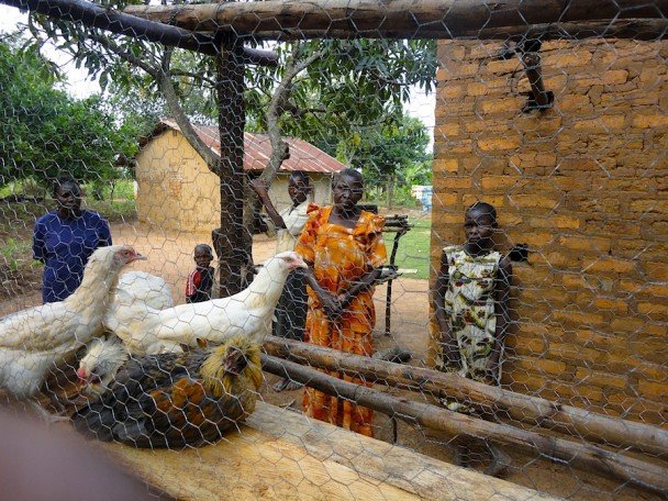 Build a Poultry Project for 500 Kenyan Women
