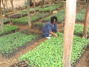 Extended tree nursery with over 30,000 seedlings