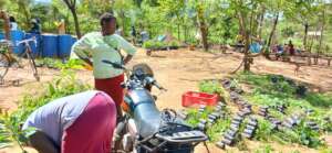 DNRC farmers  picking tree seedlings to plant
