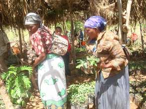 Farmers pick up their seedlings