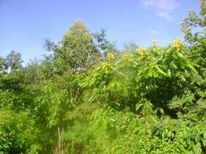 Denser Tree Canopies Mean Improved Microclimates