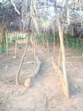 Tree nursery sits empty - all seedlings given out