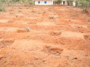 Tree holes dug, filled with manure and ready to go
