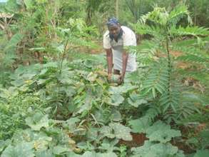 New member's woodlot, inter-planted with pumpkins