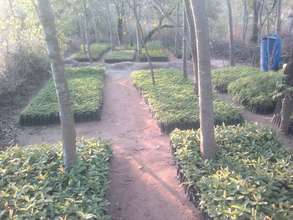 51,000 saplings in our nursery are ready to plant